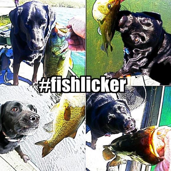 FauxFishLicker's profile picture. Just a dog. I on Twitter now. I Canadian. I lick fish. @CanuckBassin is my mastur.