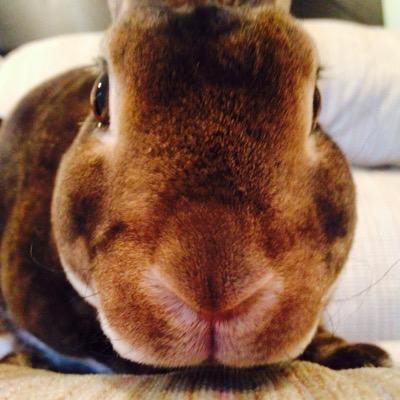 •two years old •Male mini-Rex •House rabbit •Instagram//@baxterrexrabbit •Taken home on November 25, 2014