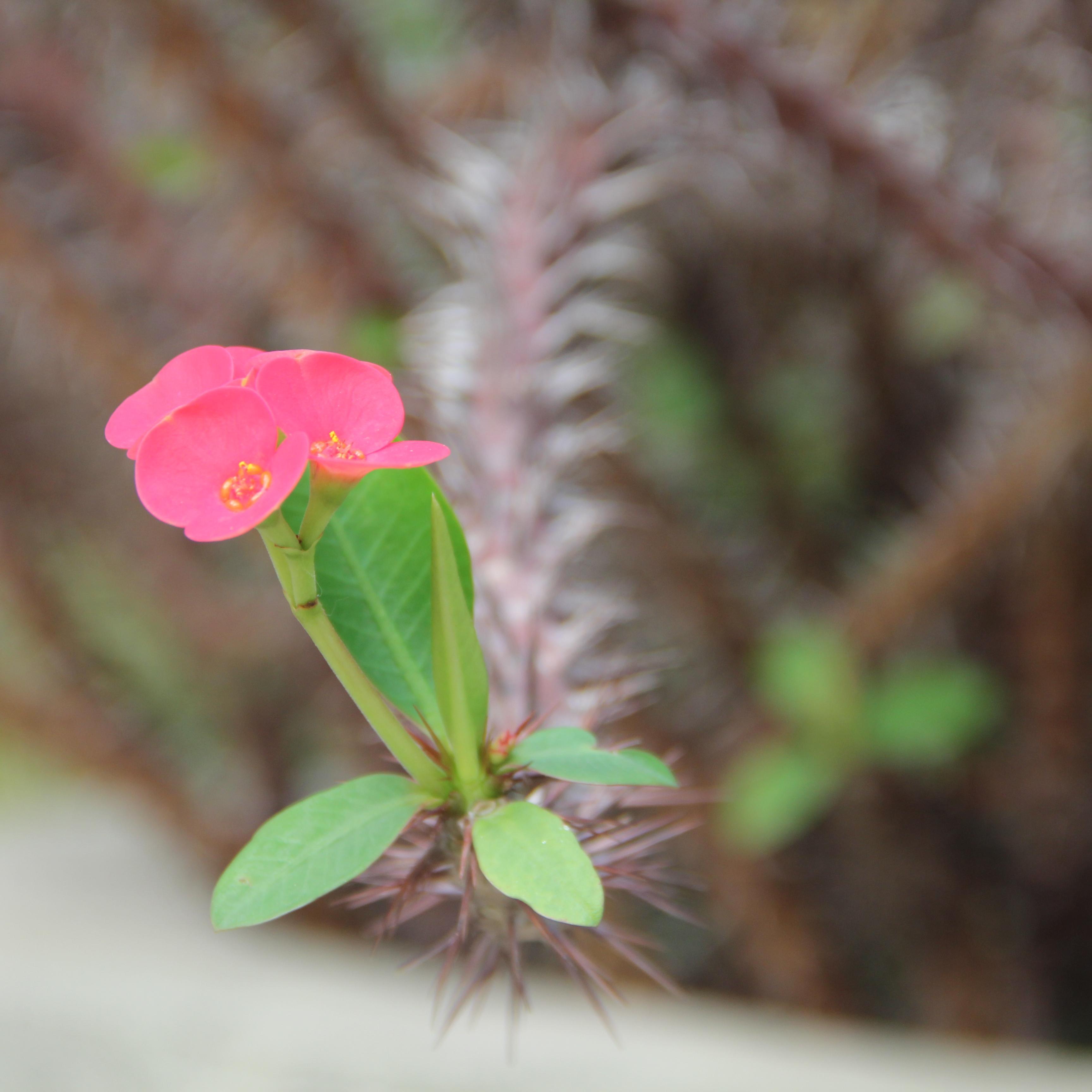 pink_xiang's profile picture. 