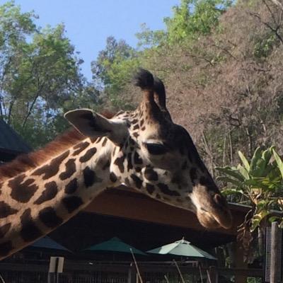 YumSnacksYum's profile picture. Just a hardcore snacker in a snack-eat-snack world.  Follow me for snack reviews, snack commentary, snack dos and don't and invitations to my annual Snackorgy.