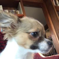 Cait Mullen (@macushla_mcd) 's Twitter Profile