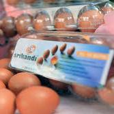telur organik