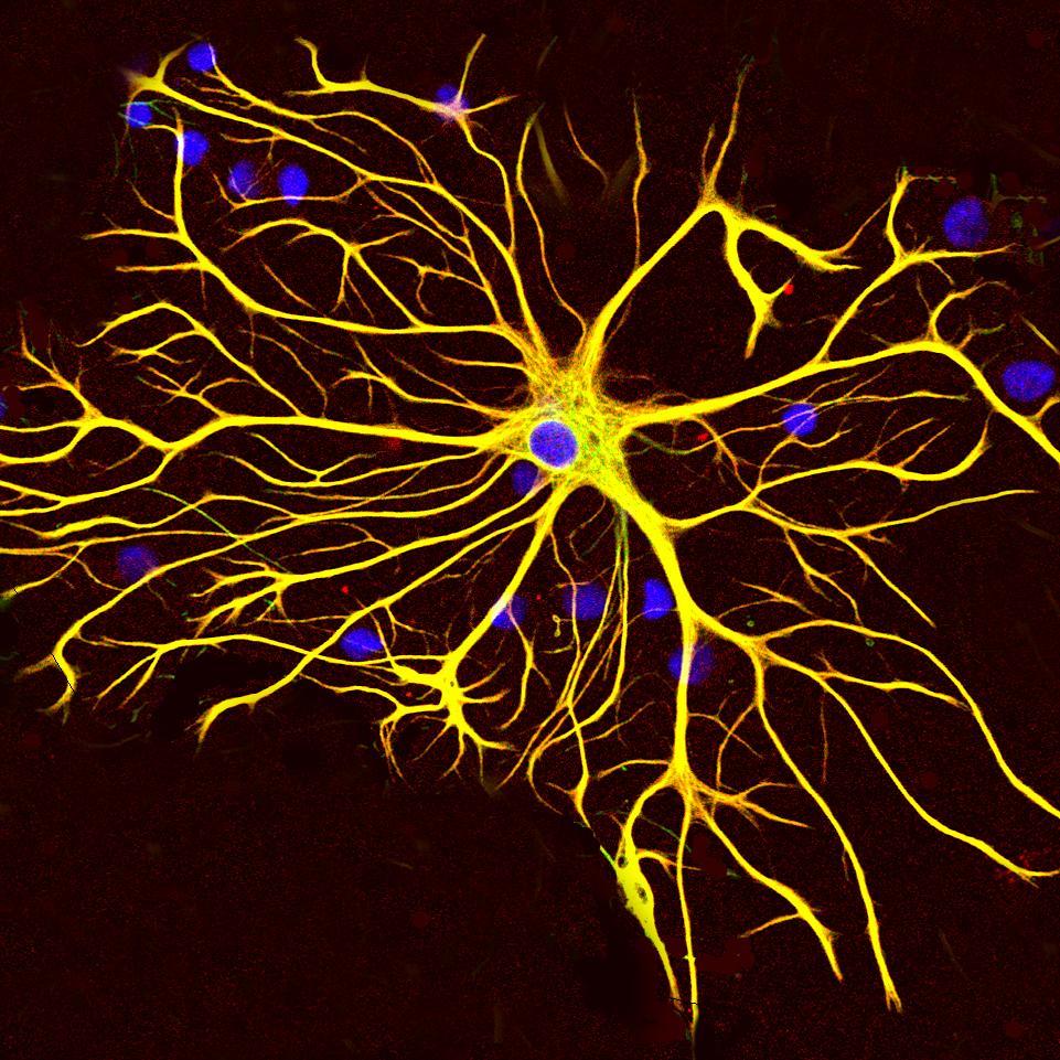 - A global space for psychologists and enthusiasts to exchange opinion on the most contraversial and ground-breaking articles in psychology.- Image(GerryShaw)