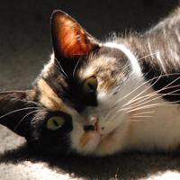 John Ryan (@jpryan06) 's Twitter Profile