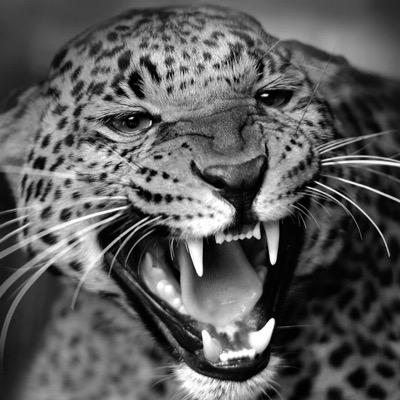 mlgtampa's profile picture. 