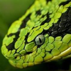All the facts about snakes, these amazing reptiles.
