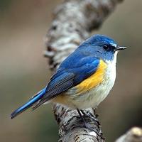 青い鳥のつぶやき(@bluebardtweet) 's Twitter Profile Photo