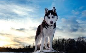 love huskys