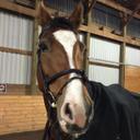 susan beale - @susanbeale_ - Twitter