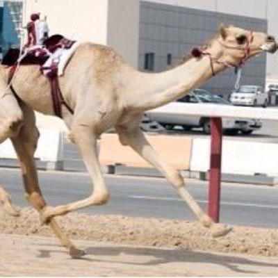 8Ep3IOrqNBYvMwZ's profile picture. 