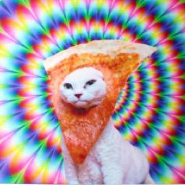 cat + pizza