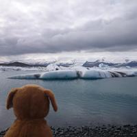 Toby Beagle (@tobybunbeagle) 's Twitter Profile