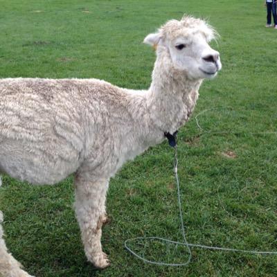 心は小動物
体はルーファス
適当な事しか喋らないのでご了承を。艦これ、始めました。佐世保でプレイしております。適当にツイッターしてます