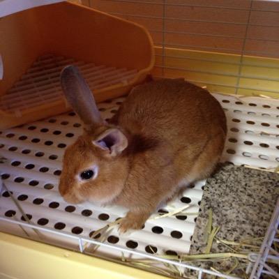 ふくひな