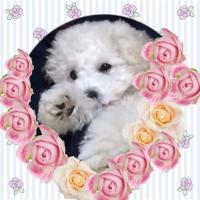 selena (@mirura23) 's Twitter Profile