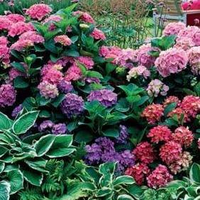 sirecz's profile picture. 