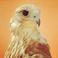 سلمان بن محمد الشملاني (@smk9558) 's Twitter Profile