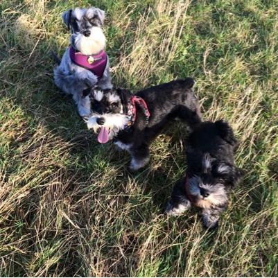 BarnabynAlbert's profile picture. We are Barnaby,Albert and Sherman! Barnaby's the p/s and Albert is the crazy b/s who is always causing trouble and Sherman is the pupster!!!!!