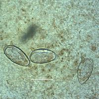 Parasites, Vectors and the Environment Group (@paraenvi) 's Twitter Profile Photo