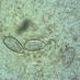 Parasites, Vectors and the Environment Group (@paraenvi) Twitter profile photo