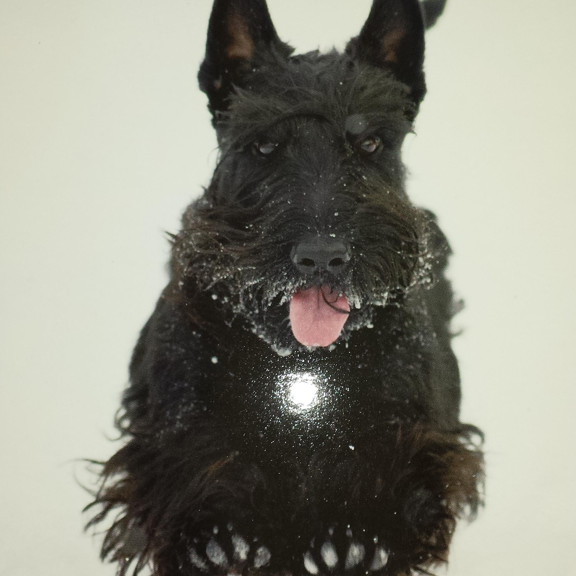 Spinning Aussie that has found her 'Zen' in fibre and who loves her Scottish Terrier 'Mac'!