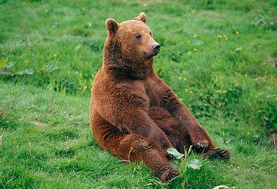 Fonolone's profile picture. No calcio please