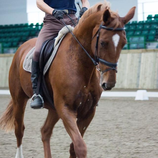 Specialising in the production and sales of quality horses and ponies, offering a variety of livery packages to suit both horse and owner needs.
