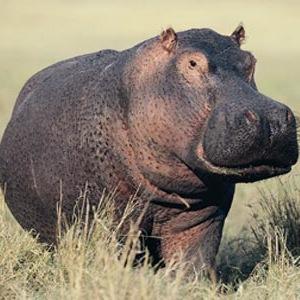 hippodreamer's profile picture. Hippos, mostly.