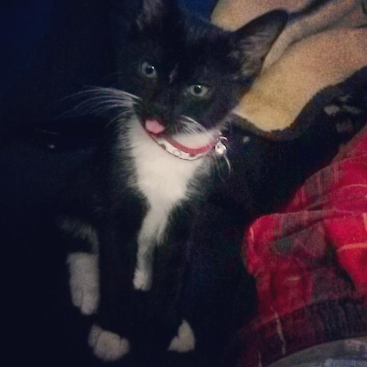 scotsgreyhorse's profile picture. love all animals,🐾 rescue any animal from lost to abused,😿🐶🐱🐰🐭🐦🐍🦎🐢 abandoned ex-pets.