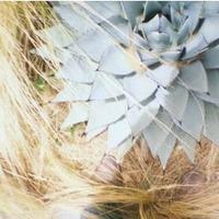 Trey Allison (@jeallison) 's Twitter Profile