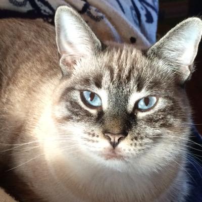 kittikat22's profile picture. 