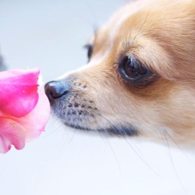 hellrat002's profile picture. SECRET