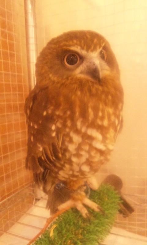 nana636319's profile picture. 仕事のかたわら週末ビーズアクセサリー講師o(^-^)oもやってます ふくろう好き　かわいい鳥が好き
アオバトかわいい