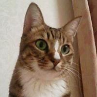 キジトラ (@shimashima2828) Twitter profile photo