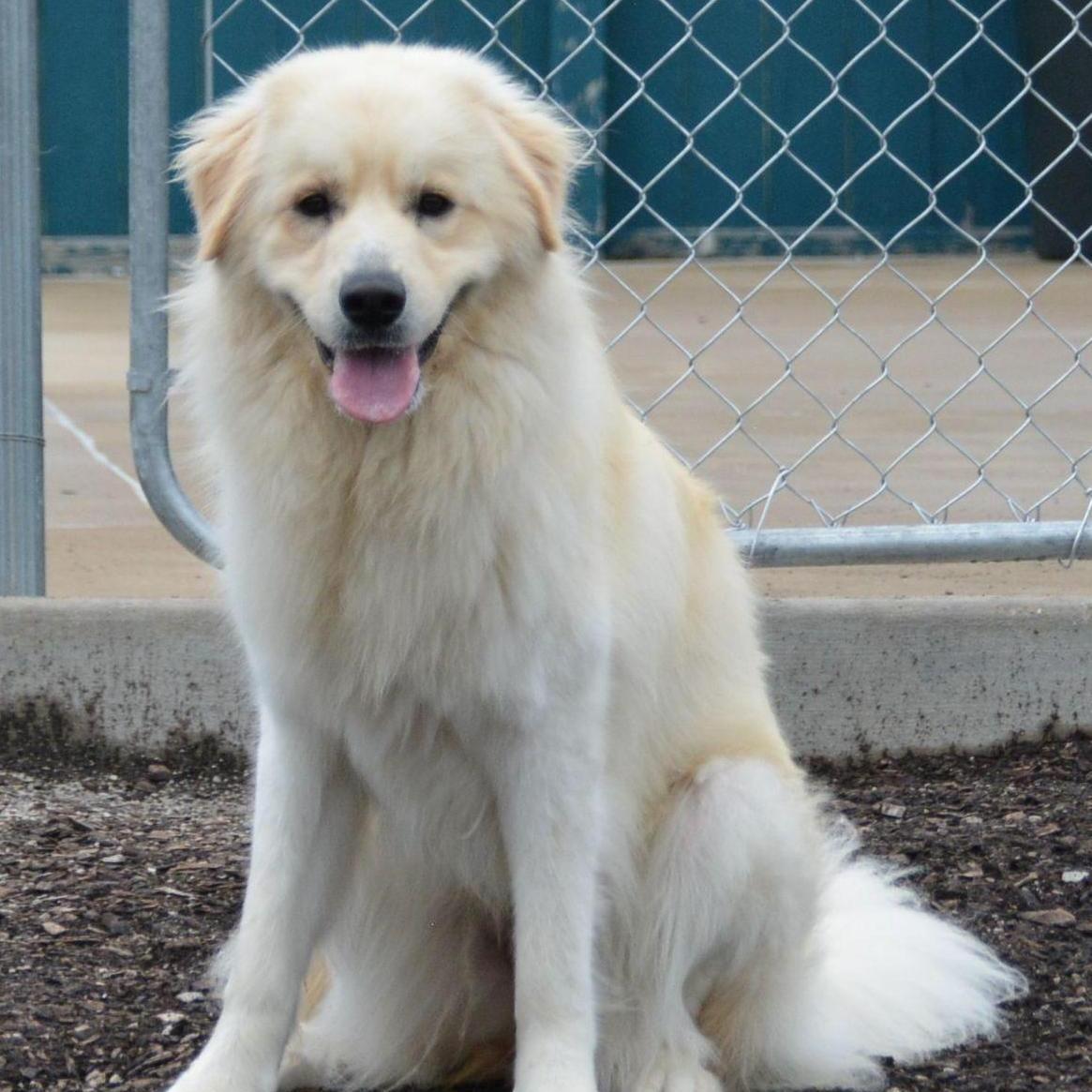 Dirk's Fund Golden Retriever & Large Breed Rescue. We rescue dogs from the Midwest Region. Our shelter is located in St. Louis (Pacific) MO.