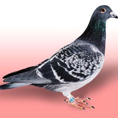 NaszeGolebniki's profile picture. fanpage : https://t.co/8sK0AZcJAP                                 ask : http://t.co/qvDRhK3IVd