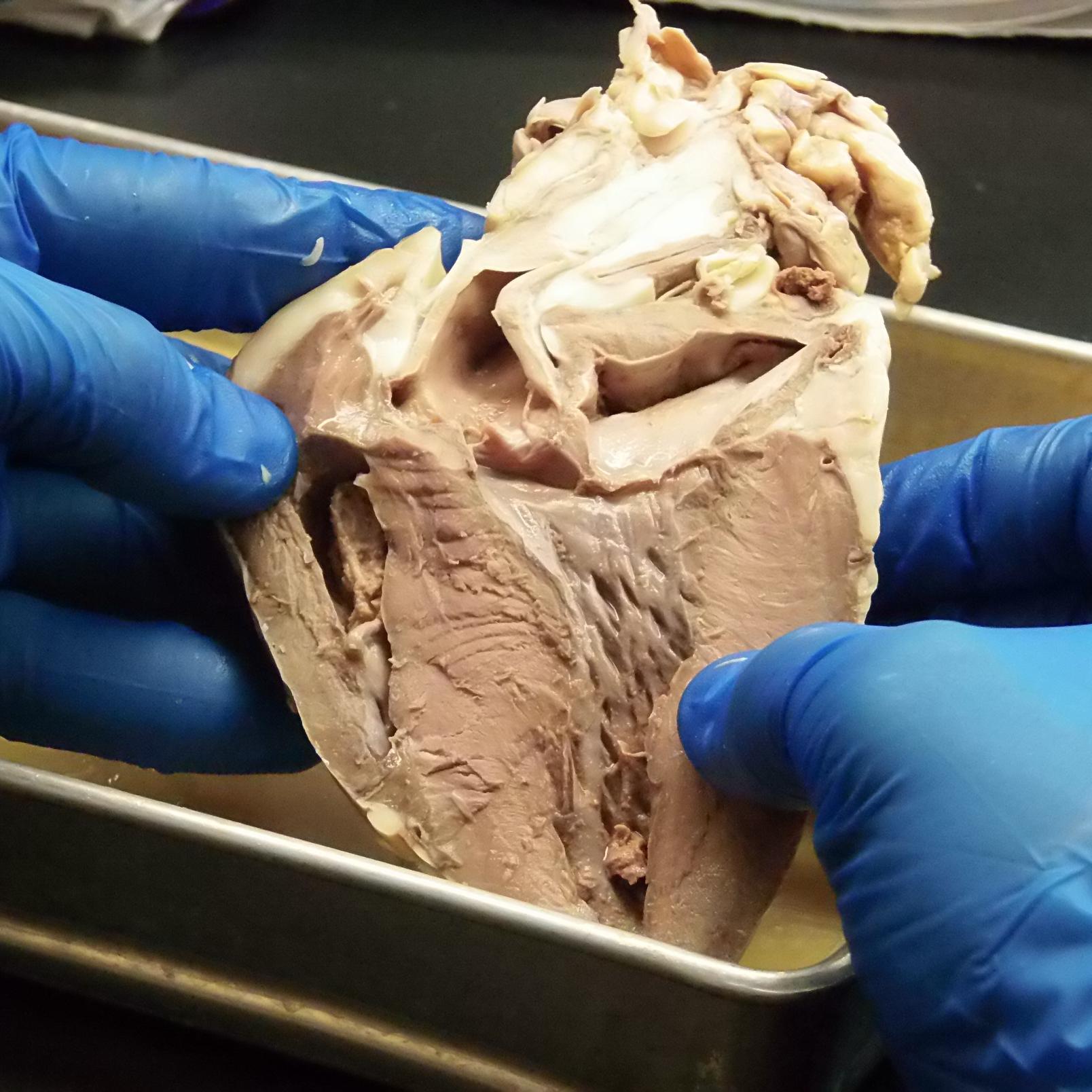 UNW_Bio_Biochem's profile picture. University of Northwestern, St Paul Biology and Biochemistry Dept