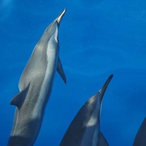 spreukgedicht's profile picture. De mooiste Spreuken en Gedichten plaatjes van het internet!