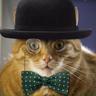 Johnny_coolcat's profile picture. Tweeting memories from over the rainbow bridge.
Had 12 very happy years with the humans I adopted when I was 4.