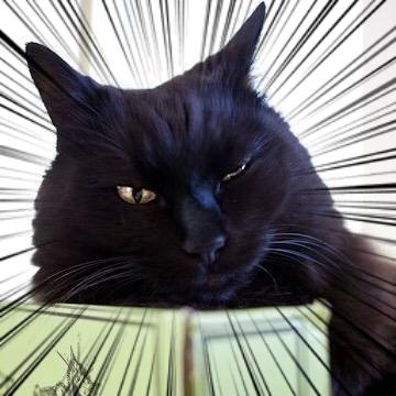 CAT or DIE