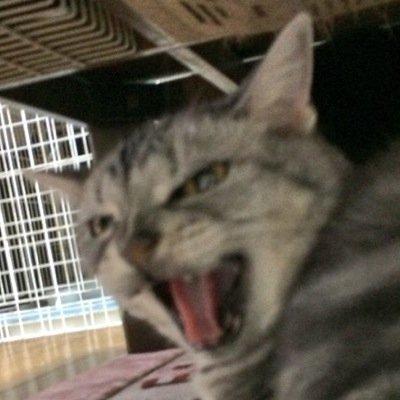 チラ裏ばっかり呟いています（笑）FEZやっています！(Jカセ)