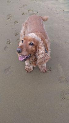 davidhodges2013's profile picture. Left win, Tottenham fan, history lover, Charles Dickens reader.