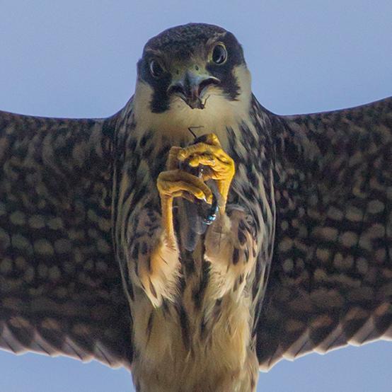 Amateur photographer based in London with a keen interest in Raptors.... mainly Hobbies 👍