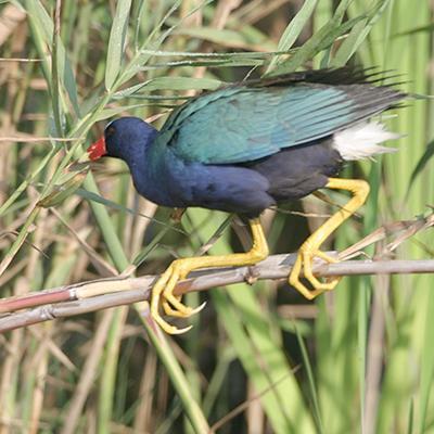 BirdzillaBirds's profile picture. 