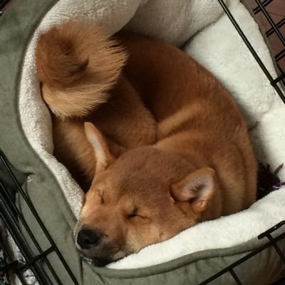 iamcilantro's profile picture. Pack leader. Escape artist. Pro fetch player. Scarf & barfer. I'll pee on your floor because I make the rules. I AM CILANTRO the Shiba Inu.