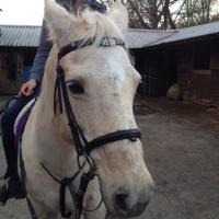 Sharon (@flutterbylizzie) 's Twitter Profile