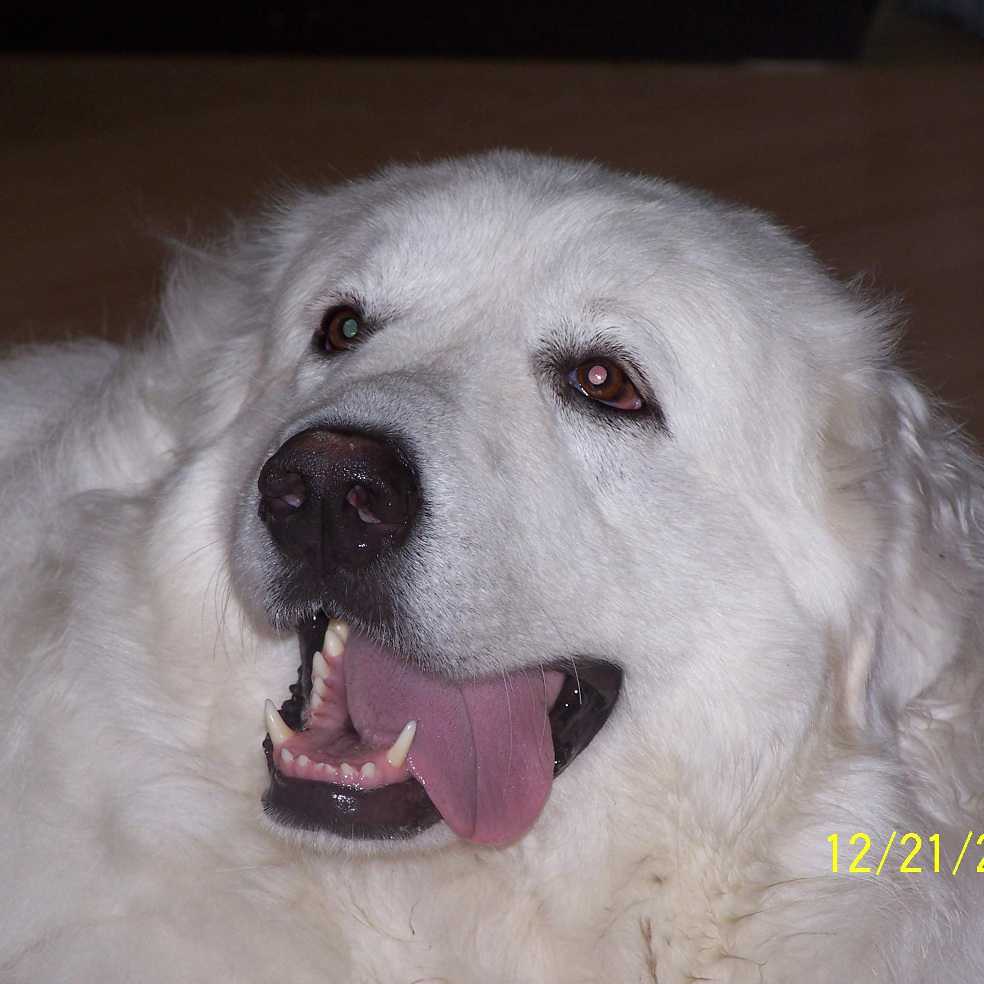 Senior Great Pyrenees and Pyrenean Mastiff Sanctuary