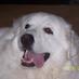Palmetto Pyr Haven (@thammond64) Twitter profile photo