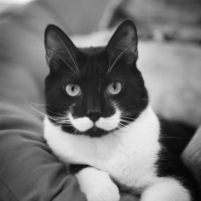 El único gato con bigote en la vía láctea