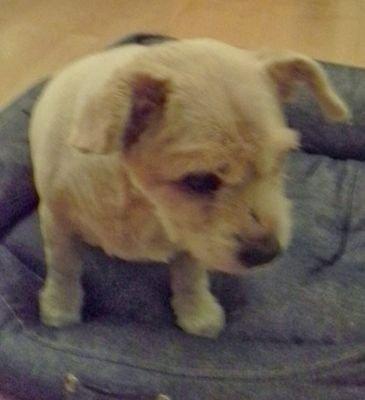Soy un perro muy gracioso, al menos es lo que me dice mi amo =) Tengo 18 años, soy muy fuerte